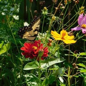 Meet your Posher, Suzanne